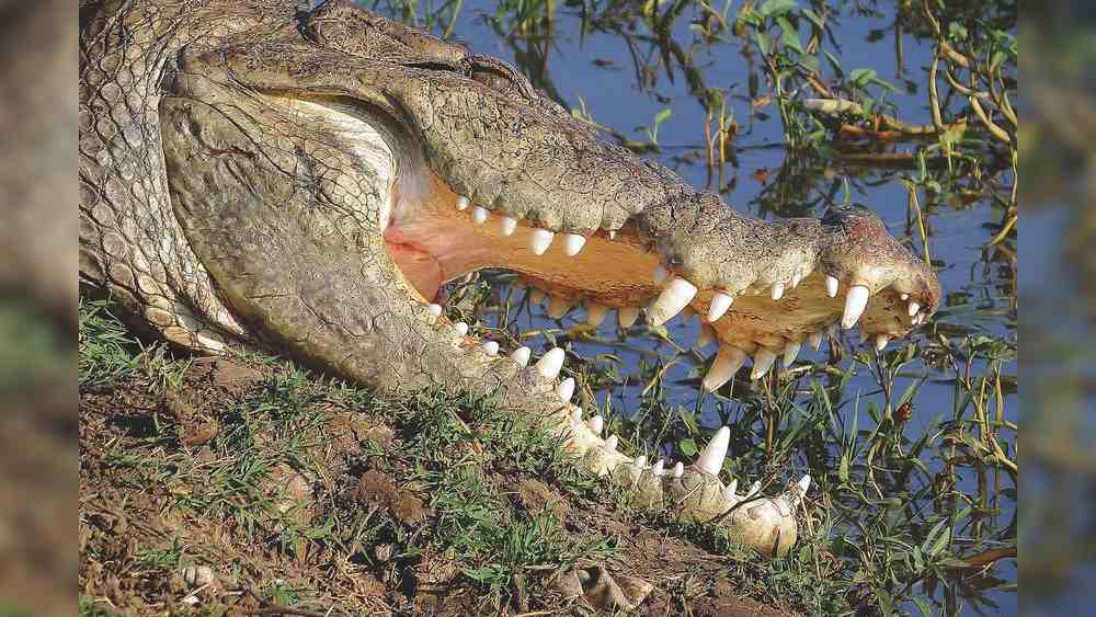 বয়স সত্তর  পার। দু চোয়ালে ঝকঝকে ধারালো দাঁতের সারি। কিন্তু সেই দাঁত মাংস ছোঁয়নি কখনও। উৎসব-পার্বণে মন্দিরের ভোগের সামান্য হেরফের হত না, তা নয়। তখন নিরামিষ হলেও ভাল মন্দ খাবার  জুটত। বছরের বাকি দিনগুলিতে গত ৭০ বছরে অন্ন ভোগই ছিল বাবিয়ার নিত্যদিনের খাবার।