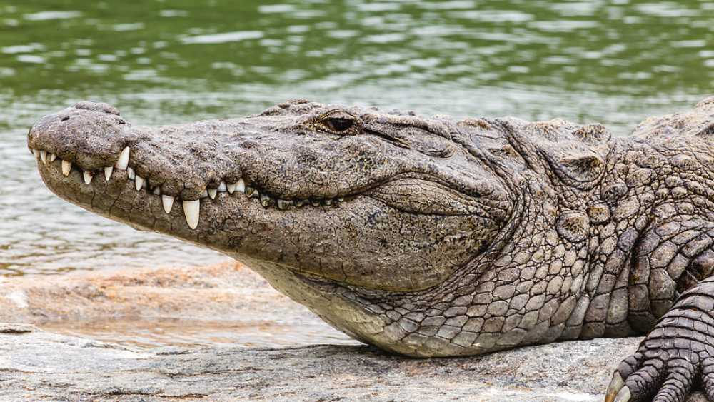 প্রধান পুরোহিতের অভয়বাণী পেয়ে বাবিয়ার কাছে যাওয়ার সাহস না পেলেও বাবিয়াকে নিয়ে উৎসাহ বেড়েছে। নিরামিষাশী কুমিরের নাম ছড়িয়েছে দূর দূরান্তে। একটা  সময়ে শুধু বাবিয়াকে দেখতেই কেরলের ওই মন্দিরে ভিড় জমাতেন অনেকে। 