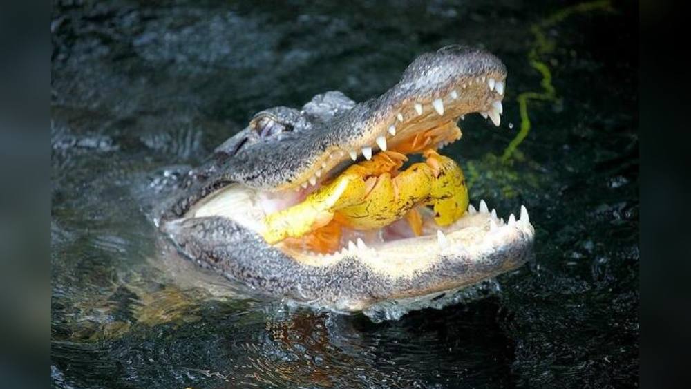 ঘটনাটি কতটা বিশ্বাসযোগ্য তা বোঝাতে ভক্তদের মাঝেমধ্যে একটি পৌরাণিক গল্পও শোনাতেন চন্দ্রশেখর। সেই গল্প ৩ হাজার বছরের পুরনো। অনন্তপদ্মনাভস্বামীর বিগ্রহ তৈরি হওয়ার আগের ঘটনা। 