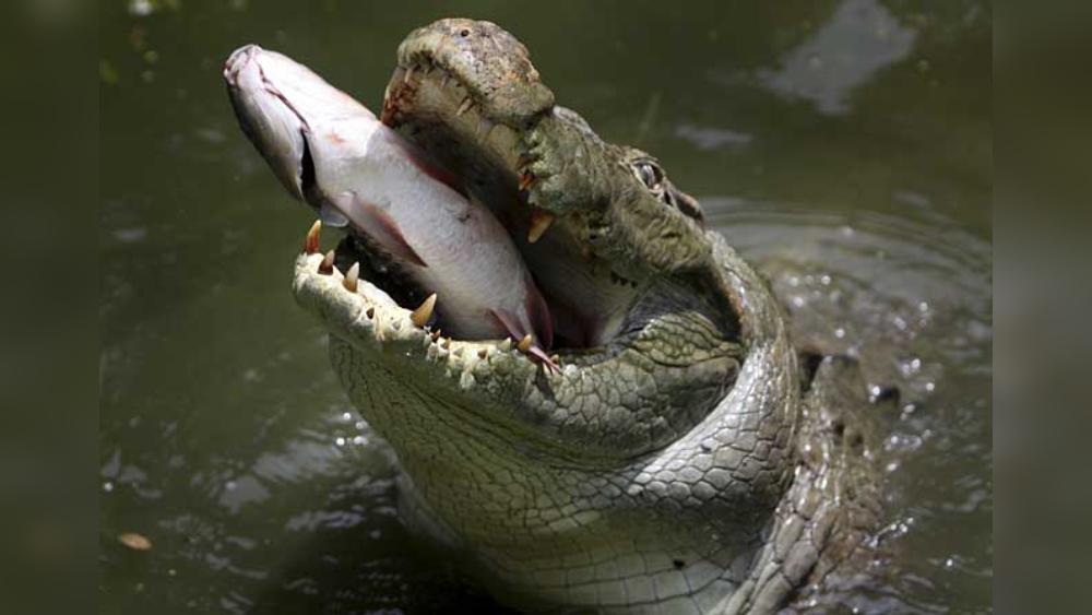 কুমির বিশেষজ্ঞ অনির্বাণ চৌধুরী বলছেন, ‘‘বিষয়টি কিছুটা হলেও অস্বাভাবিক। যে কুমিরটিকে নিরামিষাশী বলে বর্ণনা করা হচ্ছে, সেটি আসলে মিষ্টি জলের কুমির (মগর)।  মাছ এদের স্বাভাবিক খাদ্য। তবে হরিণ, বন্য শূকরের মতো প্রাণীর মাংসও খায় এরা।’’ 