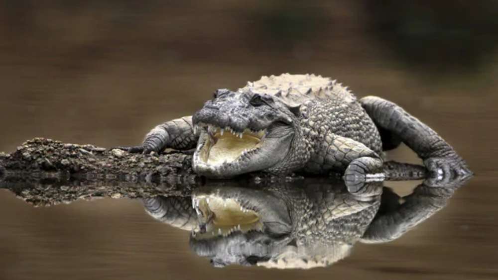 তবে অনির্বাণের কথায়, ‘‘কুমিরের বেঁচে থাকার তাগিদ অন্যান্য জীবজন্তুর থেকে অনেক বেশি। এরা যে কোনও পরিস্থিতিতে নিজেদের মানিয়ে নিতে পারে। তবে বিকল্প থাকলে এরা সব সময় স্বাভাবিক খাবার বেছে নেয়। সে ক্ষেত্রে মাছ পেয়েও তা না খাওয়ার বিষয়টি কিছুটা অদ্ভুত।’’ 