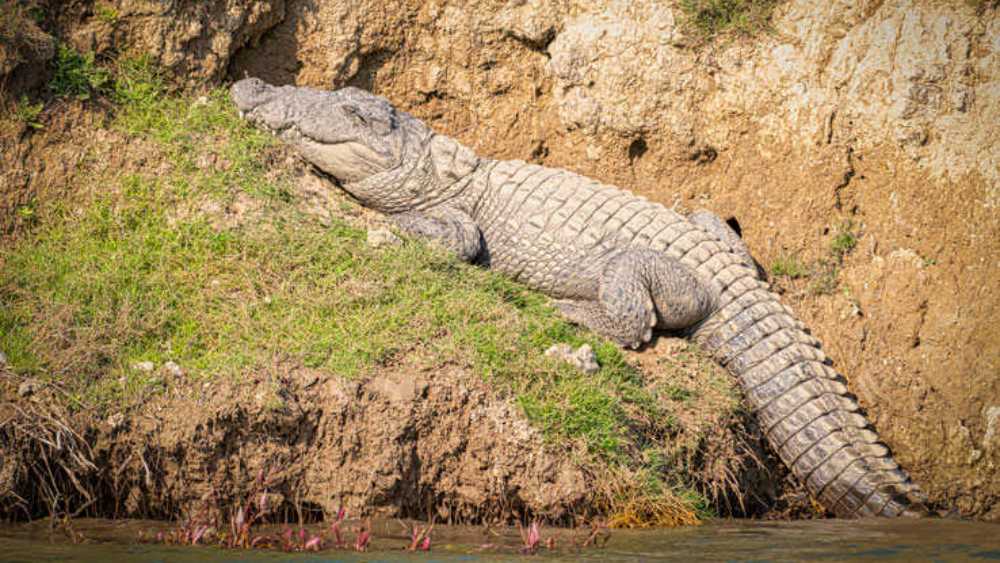 আরেক কুমির বিশেষজ্ঞ জিগর উপাধ্যায়ের ব্যখ্যা, ‘‘মগর সাধারণত একটু লাজুক প্রকৃতির। হয়তো দিনের বেলায় সবার সামনে মাছ খায় না। কিন্তু রাতে পুকুরের মাছ খাচ্ছে কি না তা কে দেখতে যাচ্ছে!’’