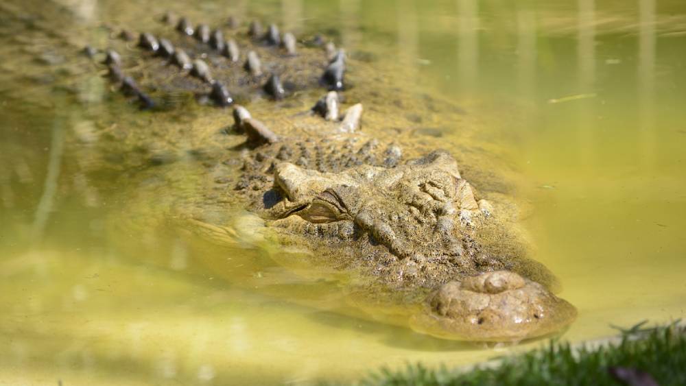 কিন্তু জলে নামা সত্ত্বেও পুরোহিতকে আক্রমণ না করা— এর কি ব্যখ্যা হতে পারে? বিশেষজ্ঞরা বলছেন, সাধারণত কুমিরেরা ভাল পোষ মানে। কুকুরের থেকেও সহজে পোষ মানানো যায় তাদের। তা ছাড়া যারা এদের খাবার দেয়, তাদের সঙ্গেও বন্ধুত্বের সম্পর্ক গড়ে ওঠে। বাবিয়ার সঙ্গেও হয়ত পুরোহিতের তেমনই সম্পর্ক গড়ে উঠেছিল। তবে সেই  বন্ধুকে হারালেন চন্দ্রশেখর।