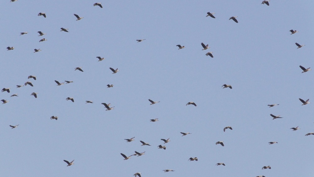 পরিযায়ী পাখিরা কীসের টানে ভিড় করে এই ঝিলে?