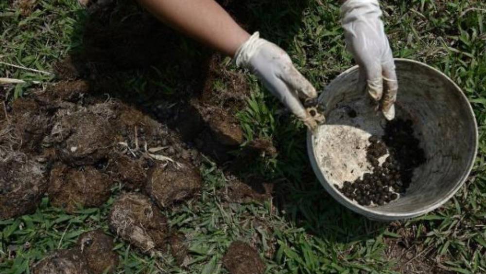 কফির সঙ্গে হাতির মলের সম্পর্ক এড়ানো যাবে না। বিশেষত যখন বিশ্বের অন্যতম দামি কফির প্রসঙ্গ উঠে আসে। 