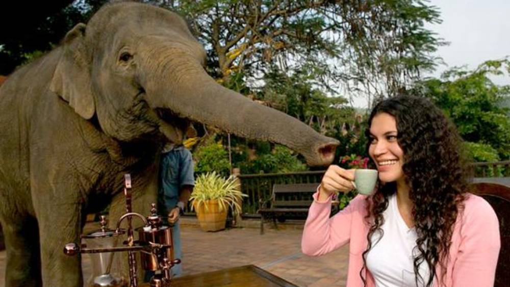 হ্যাঁ, ঠিকই পড়েছেন। হাতির মল থেকেই তৈরি হয় বিশ্বের অন্যতম দামি কফি। নামও গালভরা— ব্ল্যাক আইভরি কফি। এ কফির জন্মস্থান তাইল্যান্ড।