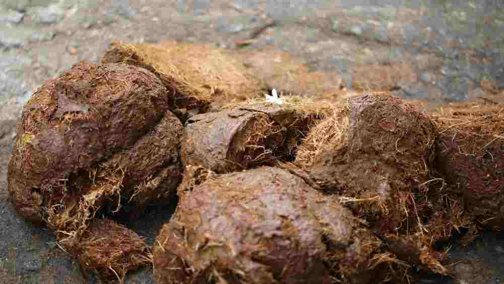 কী ভাবে তৈরি হয় ব্ল্যাক আইভরি কফি? সংস্থার দাবি, প্রতি দিনের খাবারের সঙ্গে অ্যারাবিকা চেরি মিশিয়ে তা খেতে দেওয়া হয় হাতিকে। তৃণভোজী হওয়ায় চেরির সেলুলোজে উৎসেচন হয়। ফলে হাতির মল থেকে ‘মিষ্টি ফলের সুগন্ধ’ বার হয়। ব্লেকের সংস্থার দাবি, এক কেজি কফি তৈরির জন্য ৩৩ কেজি চেরি খাওয়াতে হয় হাতিদের।