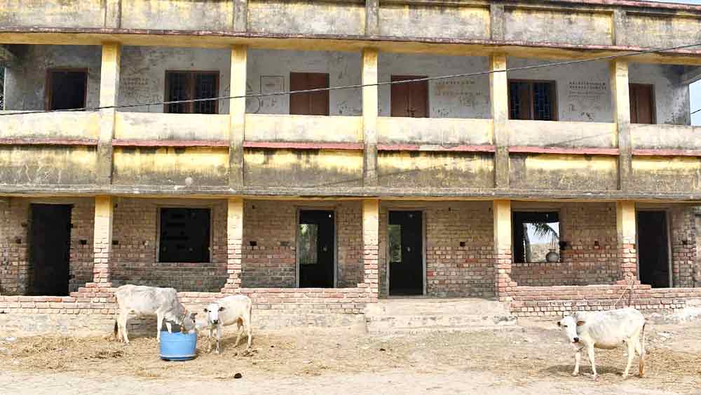 হতশ্রী: স্কুল ভবনের সামনে গরু বেঁধে রেখেছেন স্থানীয়েরা। 