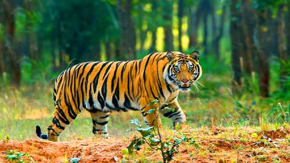 ঘুমপাড়ানি গুলিতে কাবু কুলতলিতে ঢুকে পড়া বাঘ, চলছে খাঁচাবন্দির চেষ্টা