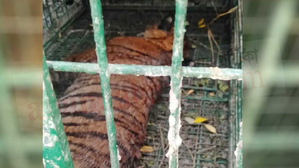 ঘুমপাড়ানি গুলি খেয়ে কাবু রয়্যাল বেঙ্গল টাইগার।