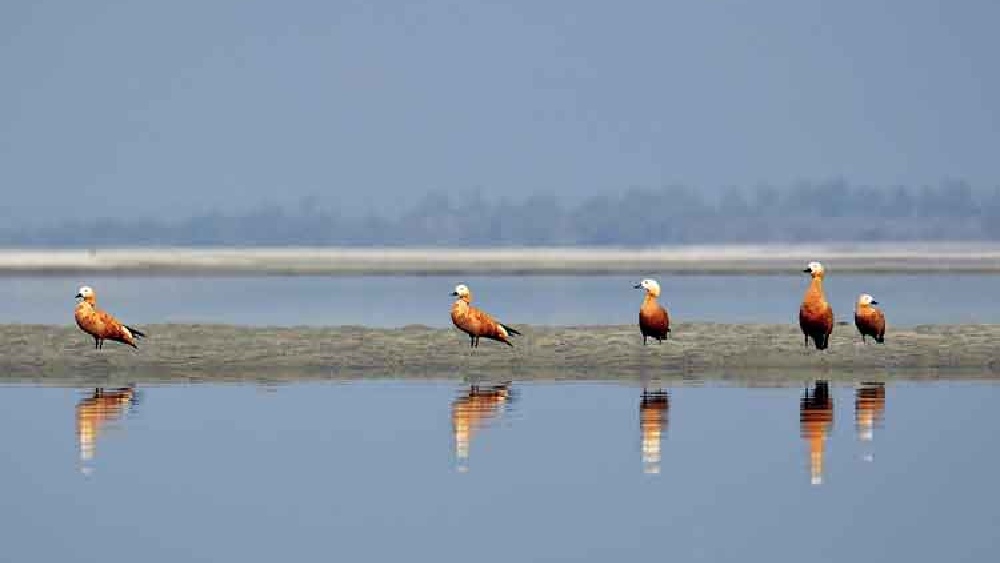 পরিযায়ী পাখি 