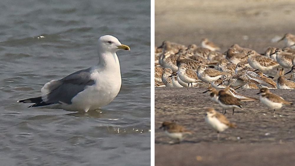 স্তেপ গাল এবং জম্বুদ্বীপে পাখির ঝাঁক।