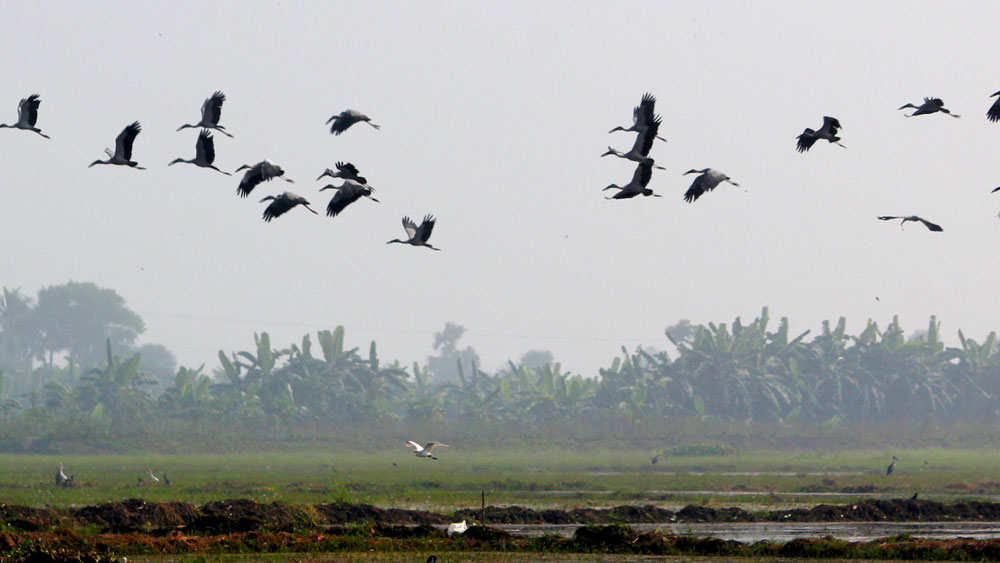 কিন্তু জিরাফ, বেবুন, বাঘ, সিংহ, ক্যাঙারু এবং হরেক রকমের অজস্র পাখির এই ঠিকানা বদল হয়ে গেল লর্ড লিটনের আমলে। তিনি ভারতের গভর্নর জেনারেল ছিলেন ১৮৭৬ থেকে ১৮৮০ অবধি। তিনিই ব্যারাকপুর থেকে সব জীবজন্তুকে পাঠিয়ে দেন নবনির্মিত আলিপুর চিড়িয়াখানায়। (ঋণস্বীকার: ‘কলিকাতা’: শ্রীপান্থ; অমিতাভ কারকুন)