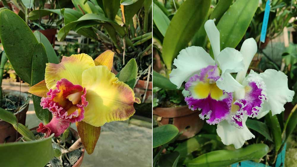 হরেক রকমের অর্কিডে ভরে উঠেছে আলিম স্যারের গ্রিনহাউস।