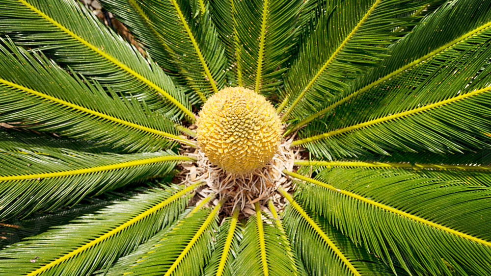 সে কারণে কোনও লুপ্ত হয়ে যাওয়া প্রজাতি পুনরায় আবির্ভাব ঘটলে তা পরিবেশের ভারসাম্য বজায় রাখার জন্য খুবই গুরুত্বপূর্ণ বলে মনে করেন পরিবেশবিদেরা।