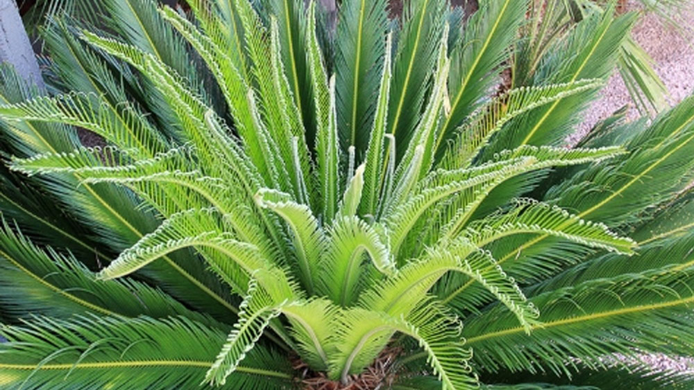 আবহাওয়ার বদলের জন্য সারা বিশ্ব থেকেই এমন অনেক উদ্ভিদ এবং প্রাণী প্রজাতি লুপ্ত হয়ে গিয়েছে। উদ্ভিদ এবং প্রাণী প্রজাতির লুপ্ত হয়ে যাওয়া পরিবেশের উপর প্রভাব ফেলে।