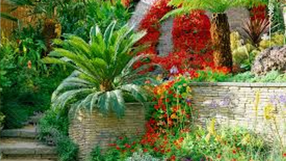 ৬ কোটি বছরের পুরনো এই গাছ ফিরে পেয়ে আপ্লুত উদ্ভিদবিদেরা। এই গাছ থেকে আরও অনেক সাইকাস রিভোলিউটা জন্ম নেবে বলে তাঁদের আশা।