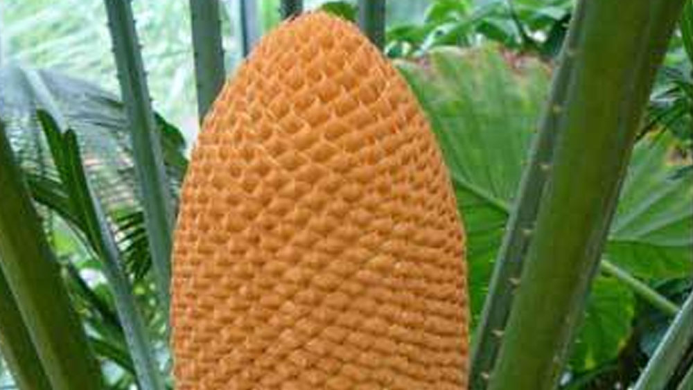 বহু বছর ধরেই ওই উদ্ভিদ উদ্যানে সংরক্ষিত বীজ থেকে নতুন গাছ তৈরির প্রচেষ্টায় ছিলেন উদ্বিদবিদেরা। এত বছর পর যা সম্ভব হল।