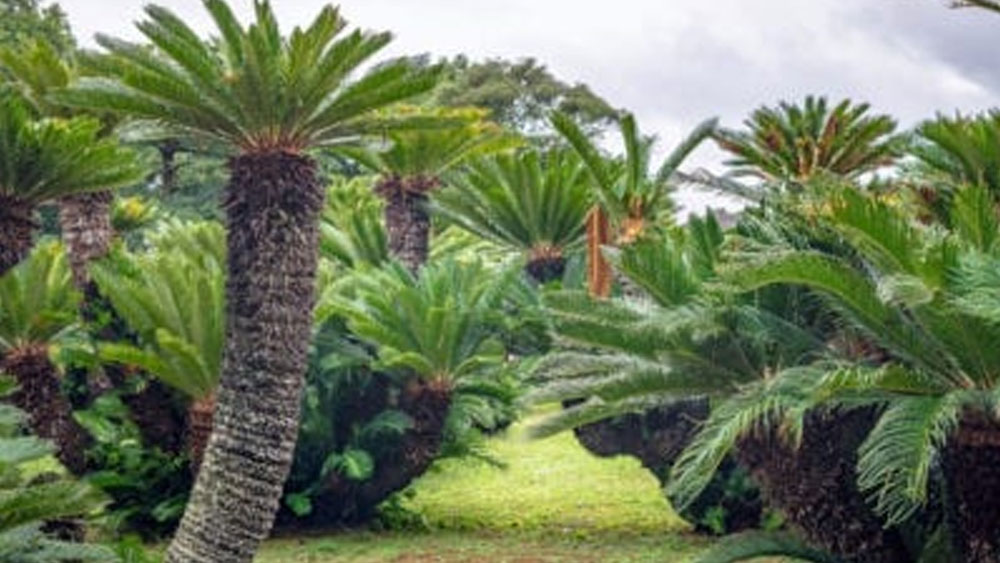 উদ্ভিদটি সাইকাড গোত্রের। দেখতে অনেকটা চারপাশে দেখতে পাওয়া খেজুর গাছের মতোই। এর বিজ্ঞানসম্মত নাম সাইকাস রিভোলিউটা।