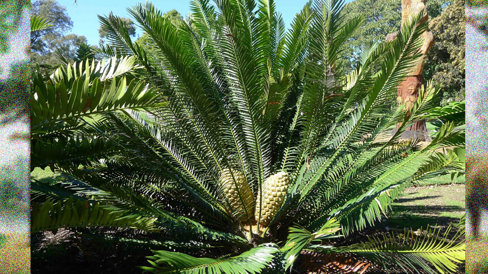 আগে ইংল্যান্ডেই মূলত এর দেখা মিলত। ফের ইংল্যান্ডেই তার সন্ধান পাওয়া গিয়েছে। যা দেখে হতবাক উদ্ভিদবিদেরা।