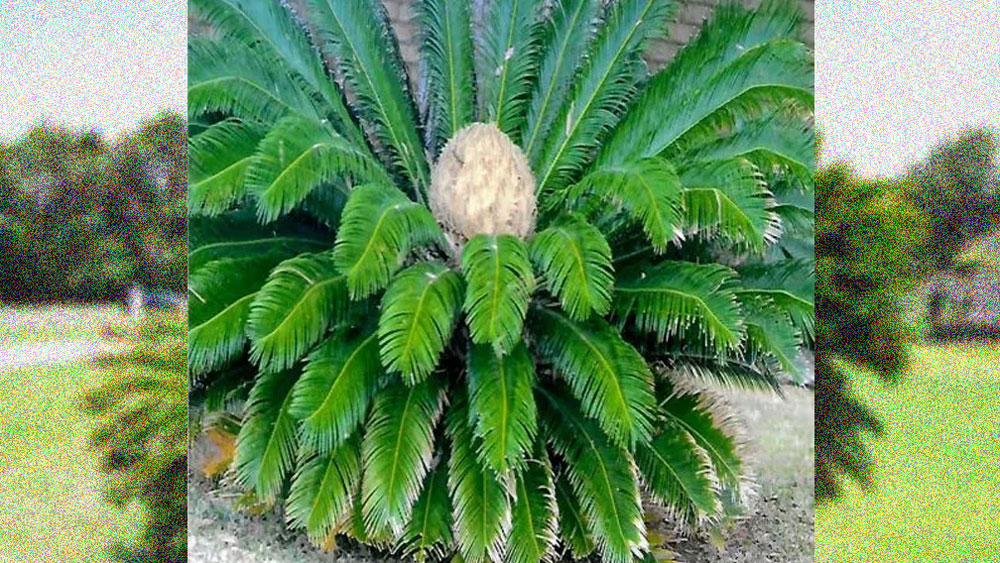 যত দিন এগিয়েছে পৃথিবী ক্রমে শীতল হয়েছে এবং তার ফলস্বরূপ এই গাছ পৃথিবী থেকে হারিয়ে গিয়েছিল।