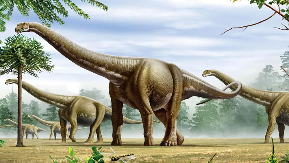 গবেষণায় জানা গিয়েছে, ডাইনোসরদের যুগে এই গাছের সন্ধান মিলত। তখন পৃথিবীর তাপমাত্রা অনেক বেশি ছিল।