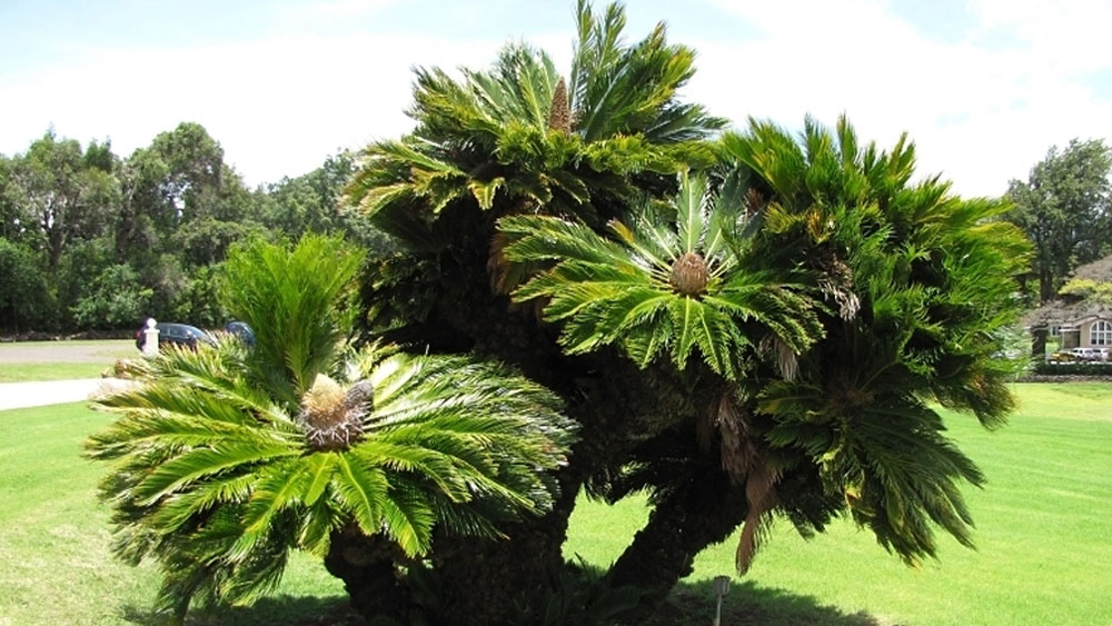 প্রায় ৬ কোটি বছর আগে হারিয়ে যাওয়া এক গাছের সন্ধান পাওয়া গিয়েছে। অত্যন্ত গরম আবহাওয়ার গাছ ছিল এটি।