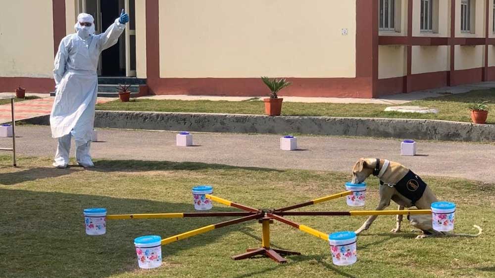 ‘পজিটিভ’ বোঝাতে নমুনার কৌটোর পাশে বসে পড়ে সারমেয়।