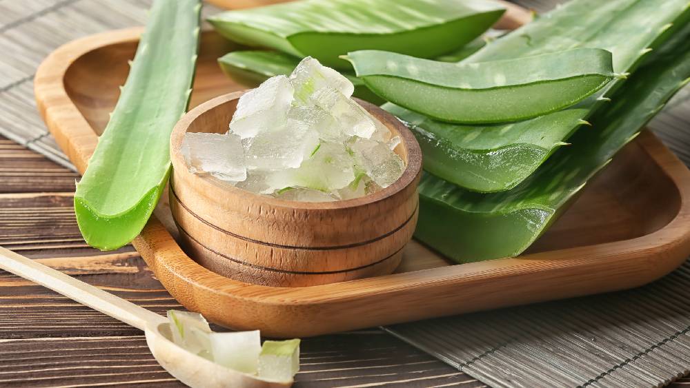 Image of Aloe Vera.