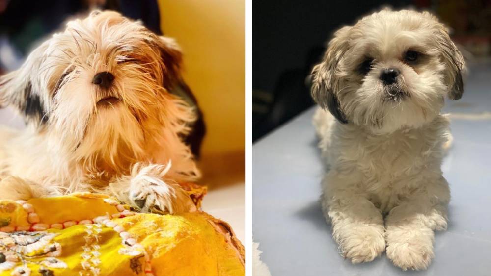 কুকি আর কোকো