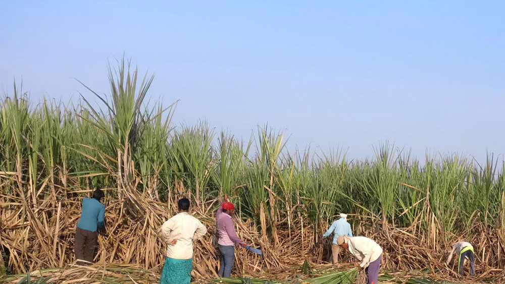 তখন ব্যাঙ্কের চাকরিও ছেড়ে দিতে হয়েছিল তাঁকে। ফলে সংসারের পুরো চাপটাই পড়েছিল তাঁর মায়ের উপর। এর এক বছর পর বিনা বেতনে কোচিংয়ের আরও একটি সুযোগ পান নির্মলা।