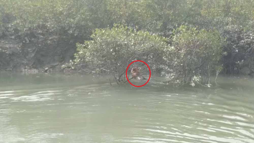 সুন্দরবনে ফের পর্যটকদের ক্যামেরাবন্দি রয়্যাল বেঙ্গল