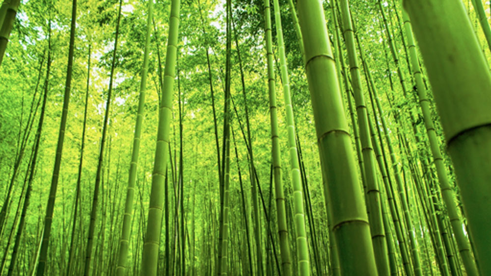 বাঁশ গাছের খুব একটা পরিচর্যাও করতে হয় না। চাষে জলও খুব কম লাগে। জলসঙ্কটের গ্রামে তাই বাঁশ চাষই হয়ে ওঠে তাঁর কাছে আদর্শ।