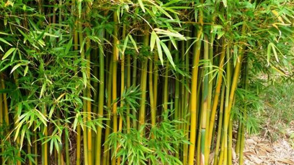 রাজশেখর সারা দেশ ঘুরে বাঁশের বিভিন্ন প্রজাতির চারা নিয়ে এসে জমিতে পুঁততে শুরু করে দেন তারপর থেকেই। কারণ তিনি বুঝে গিয়েছিলেন এই ব্যবসা কতটা লাভদায়ক।