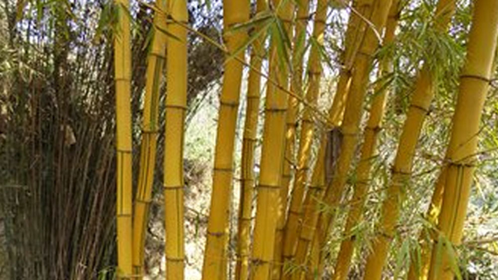 ২০০৫ সাল থেকে গ্রাহক নিজে থেকেই খোঁজ নিয়ে বাঁশ কেনার জন্য তাঁর কাছে আসতে শুরু করলেন। বছরে ২০ লাখ টাকা উপার্জন করতে শুরু করলেন তিনি।