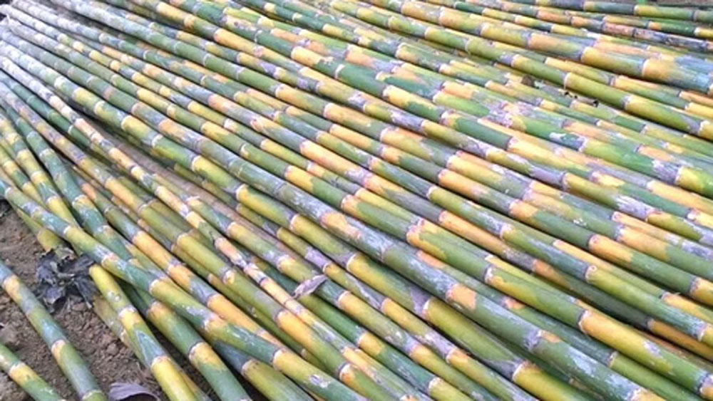 রাজশেখর তাঁর কাছ থেকে সেই সমস্ত বাঁশ গাছ নিয়ে নিজের জমির চারপাশে পুঁতে দেন। উদ্দেশ্য ছিল জমির বেড়া হিসাবে সেগুলিকে কাজে লাগানো।