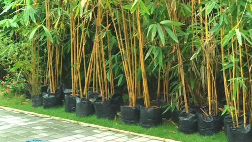 তাঁর জীবনের আমূল বদল আসে ২০০২ সালে। তাঁর গ্রামেরই এক চাষি বাঁশের চারা পুঁতেছিলেন। কিন্তু সেই ব্যবসায় খরিদ্দার না পাওয়ায় অনেক ক্ষতি হয়ে যায় তাঁর। তিনি সমস্ত বাঁশ তুলে ফেলে দিচ্ছিলেন।