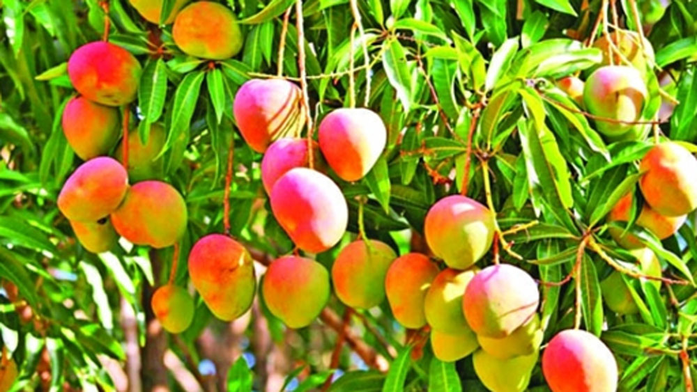 ফল চাষ ছিল লাভজনক। আম, জাম, সফেদার চাষ করতেন তিনি। তা থেকে দৈনিক ৫ থেকে ১০ হাজার টাকা আয় হত।