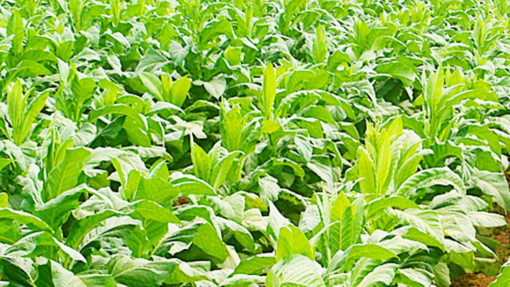 বছরে তিনি অন্তত ১ কোটি টাকা আয় করেন বাঁশ চাষ থেকে। তার উপর চাষের জমিতে ফল, সবজির মতো অন্যান্য ফসল তো রয়েছেই।