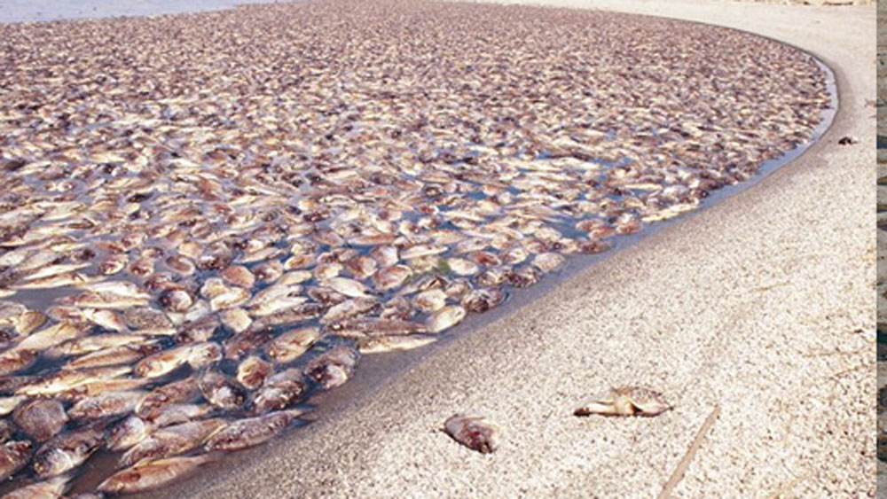 সাতের দশকের শেষের দিকেই নদীর মাছ মারা যেতে শুরু করে। নদীর বুকে ভেসে থাকা পাখির সংখ্যাও কমতে থাকে।