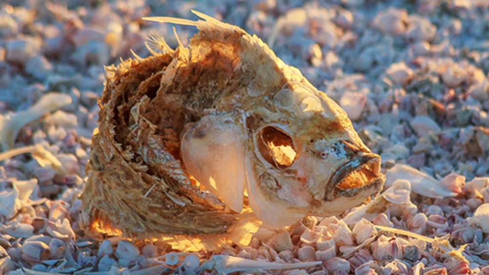 কিন্তু তার ফল হয়েছিল মারাত্মক। স্যালটন নদীতে বর্ষার জল ঢোকা বন্ধ হয়ে যায়। জমে থাকা জল বাষ্প হয়ে শুকোতে শুরু করে। কিন্তু যে পরিমাণ জল বাষ্প হয়ে উড়ে যাচ্ছিল তার সম পরিমাণ জল নদীতে ঢুকছিল না।