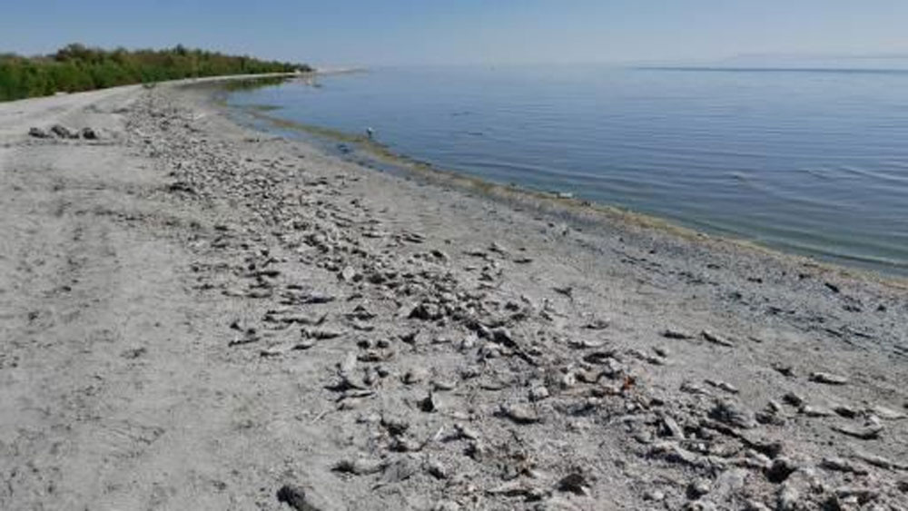 ১৯৩৮ সালে কলোরাডো নদীর উপর বাঁধ তৈরির কাজ সম্পূর্ণ হয়। বাঁধটির নাম দেওয়া হয় ইম্পিরিয়াল বাঁধ। বাঁধ দিয়ে বন্যা রুখে দেয় প্রশাসন। ফলে ওই এলাকায় স্কুল, ক্লাব, হোটেল গজিয়ে উঠতে শুরু করে।