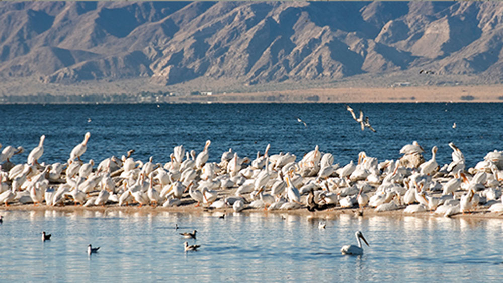 সারা দিন পাখির ডাক আর জলের শব্দে প্রাণোজ্জ্বল হয়ে থাকত স্যালটন নদী। আজ সেই জল এতটাই বিষাক্ত হয়ে গিয়েছে যে তাতে না খেলা করে মাছেরা, না উড়ে এসে সাঁতার কাটে কোনও পাখি।