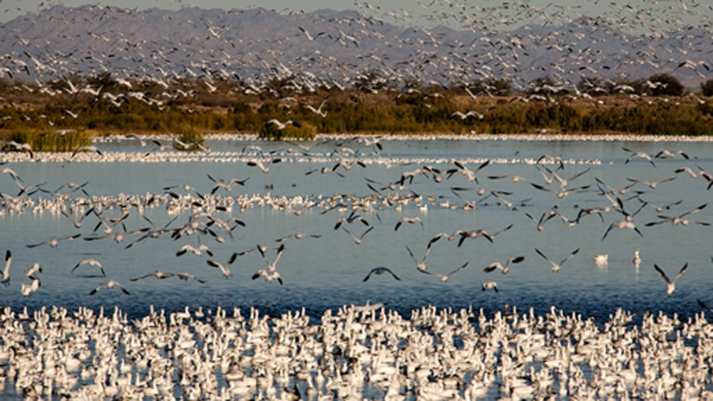 এই নদীর জল এক সময় মাছ চাষের কাজেও লাগানো হত। নদীর জলে বিভিন্ন প্রজাতির মাছের দেখা মিলতে শুরু করে। আবার ওই মাছের খোঁজে বিশ্বের নানা প্রান্ত থেকে পরিযায়ী পাখিরাও উড়ে আসত।