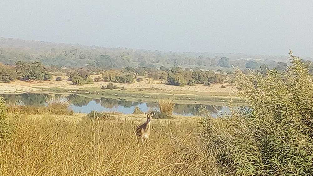 বিস্তীর্ণ প্রান্তরে তৃণভোজীদের বিচরণ