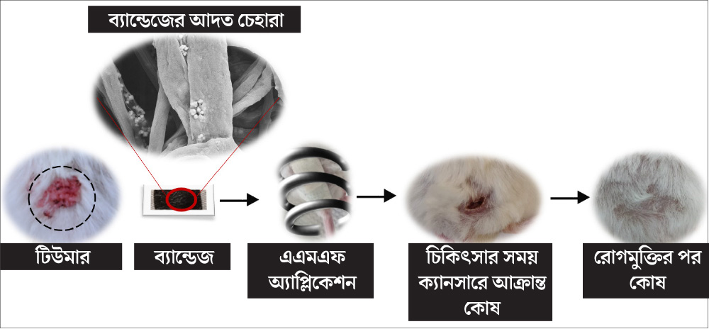 এই ভাবে কাজ করবে ম্যাগনেটিক ব্যান্ডেজ। ছবি সৌজন্যে- আইআইএসসি, বেঙ্গালুরু।