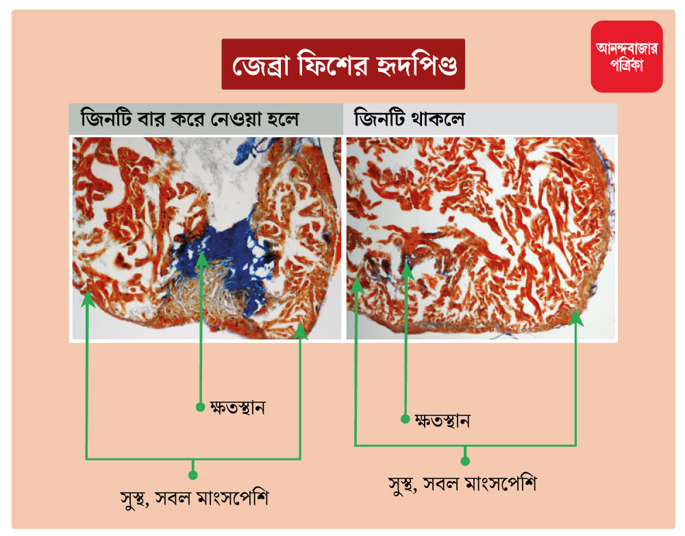 জেব্রা ফিশের হৃদপিণ্ড