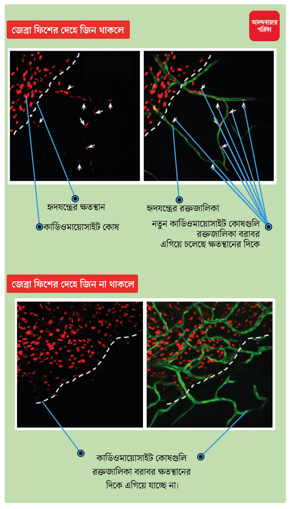 সিটিজিএফ জিন থাকলে বা না থাকলে যা যা ঘটে জেব্রা ফিশের হৃদযন্ত্রে।