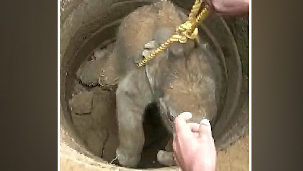 Baby elephant falls in well, rescued by forest guards dgtld