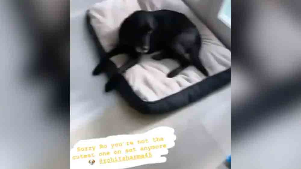 রীতিকার ইনস্টাগ্রামের পাতায় দেখা যাচ্ছে কালো রঙের একটি কুকুরছানাকে।